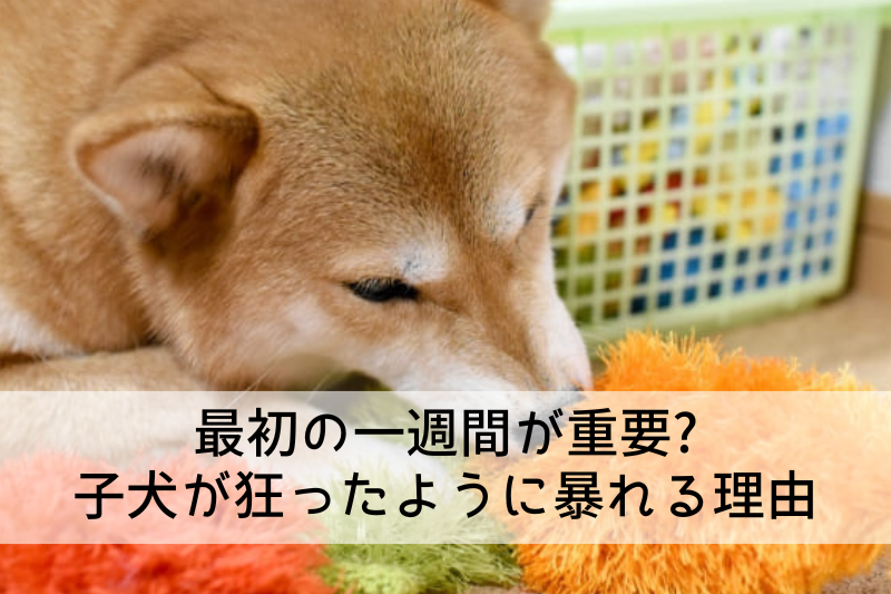 最初の一週間が重要? 子犬が狂ったように暴れる理由