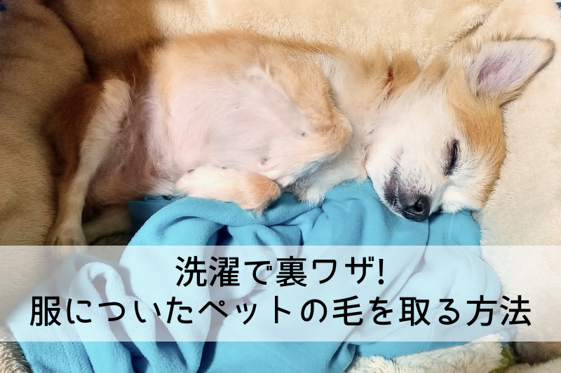 洗濯で裏ワザ! 服についたペットの毛を取る方法