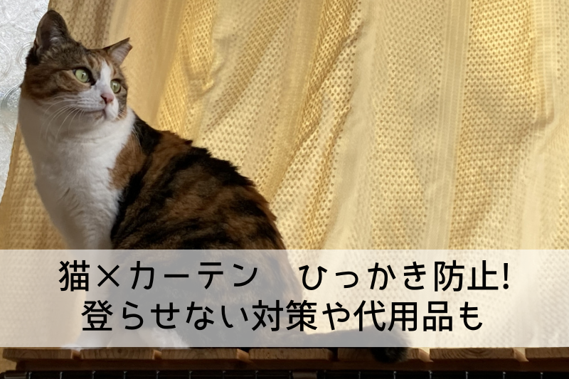 猫×カーテン ひっかき防止! 登らせない対策や代用品も