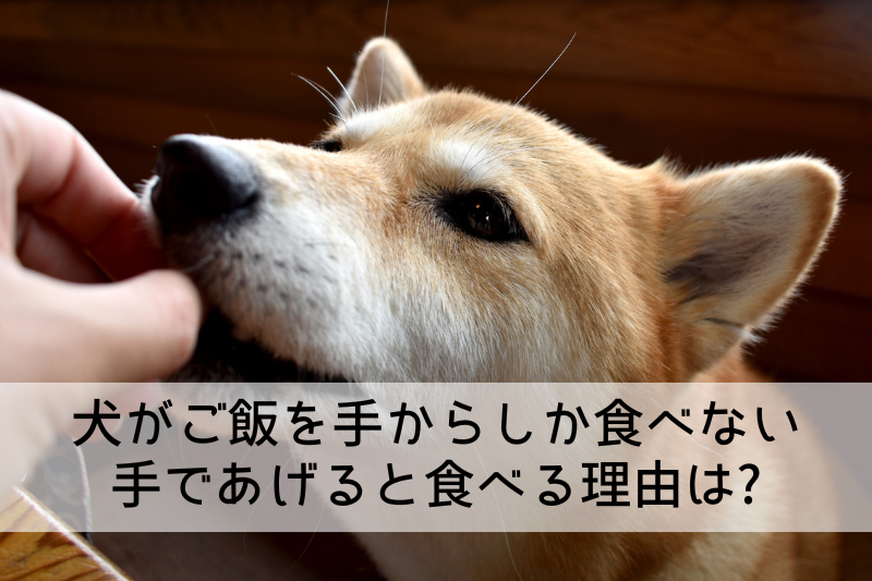 犬がご飯を手からしか食べない 手であげると食べる理由は?