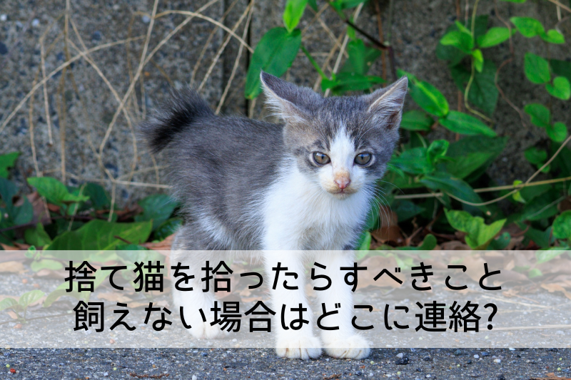 捨て猫を拾ったらすべきこと 飼えない場合はどこに連絡?