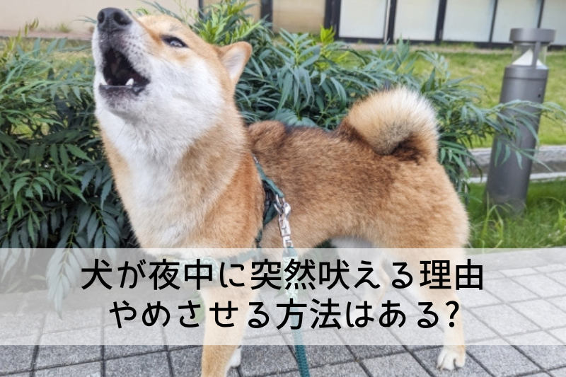 犬が夜中に突然吠える理由 やめさせる方法はある?
