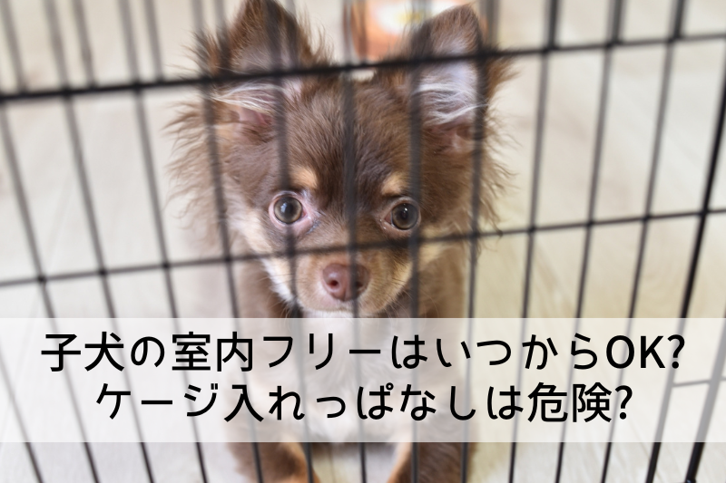 ケージに入った子犬の写真