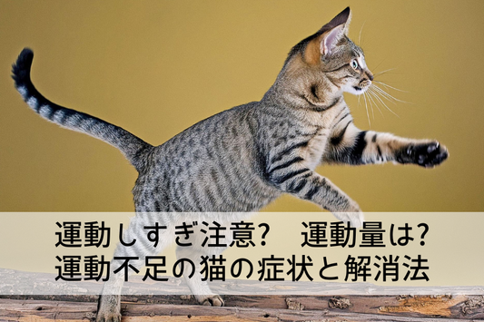運動しすぎ注意? 運動量は? 運動不足の猫の症状と解消法