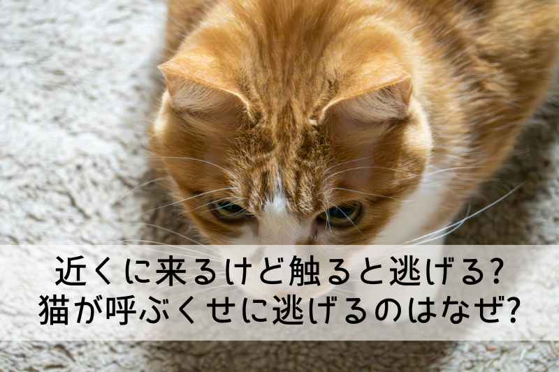 近くに寄ってくる猫の写真