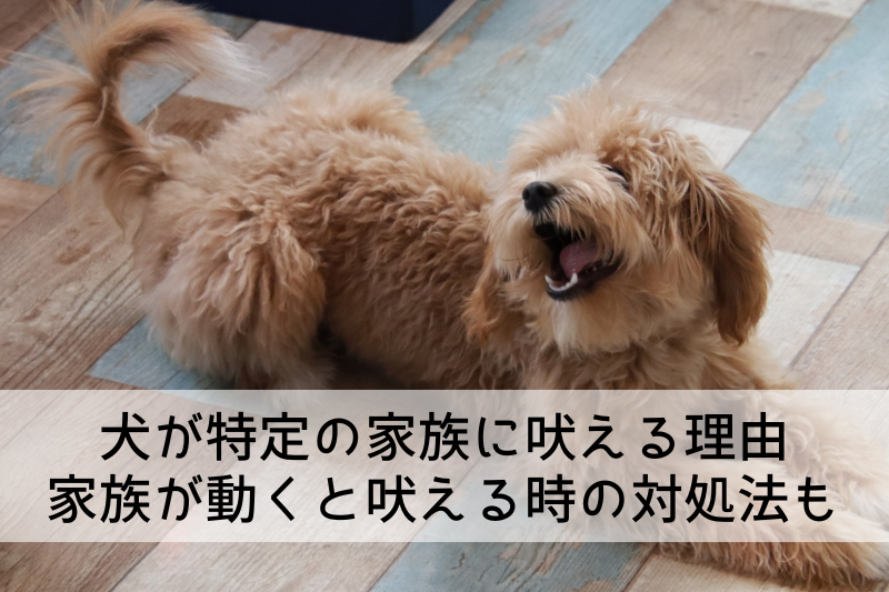 特定の家族にだけ吠えている犬の写真