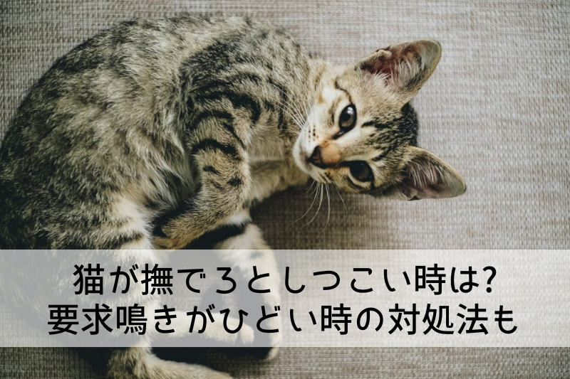 撫でろと甘えてくる猫の写真