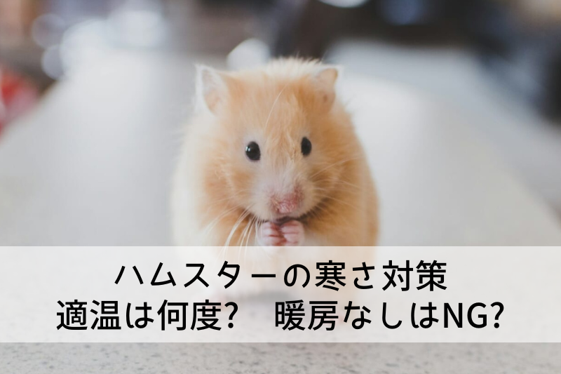 寒そうなハムスターの写真