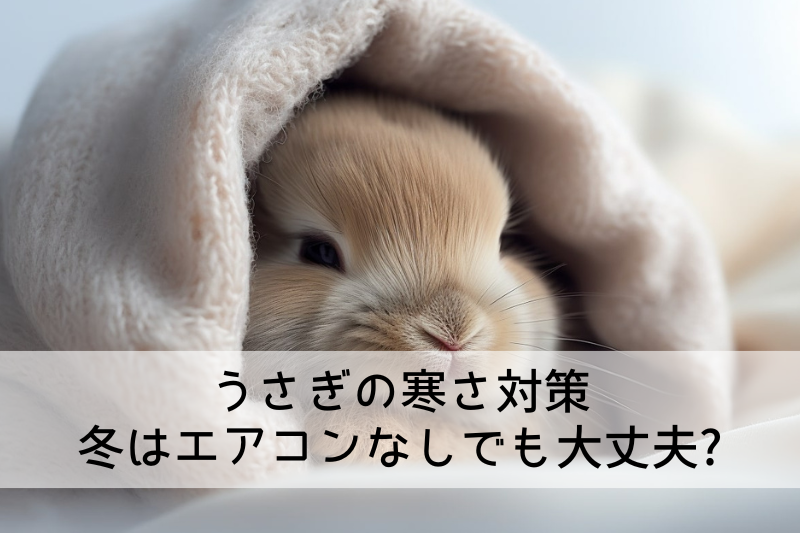 毛布にくるまっているウサギの写真