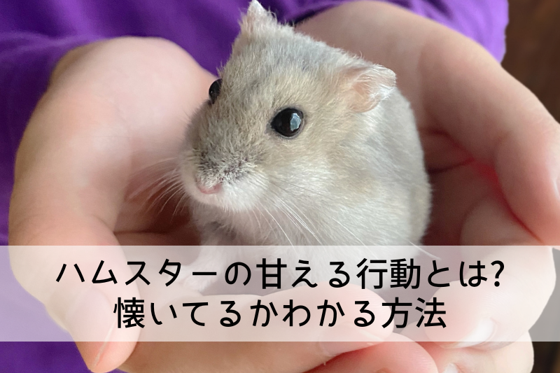 手の上に乗って甘えているハムスターの写真