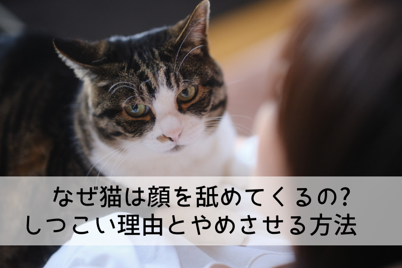 猫が飼い主の顔を舐めようとしている画像