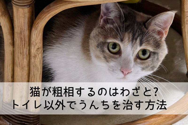 トイレ以外でうんちをしている猫の写真