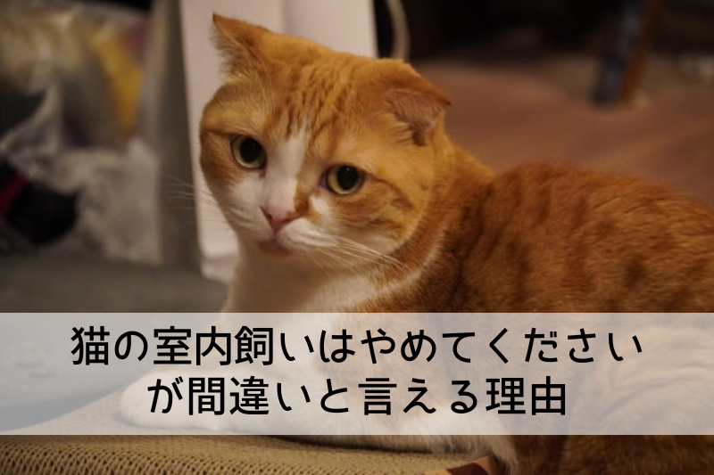 マンション飼いもOK!「猫の室内飼いは絶対にやめてください」が間違いと言える理由 – mimipets