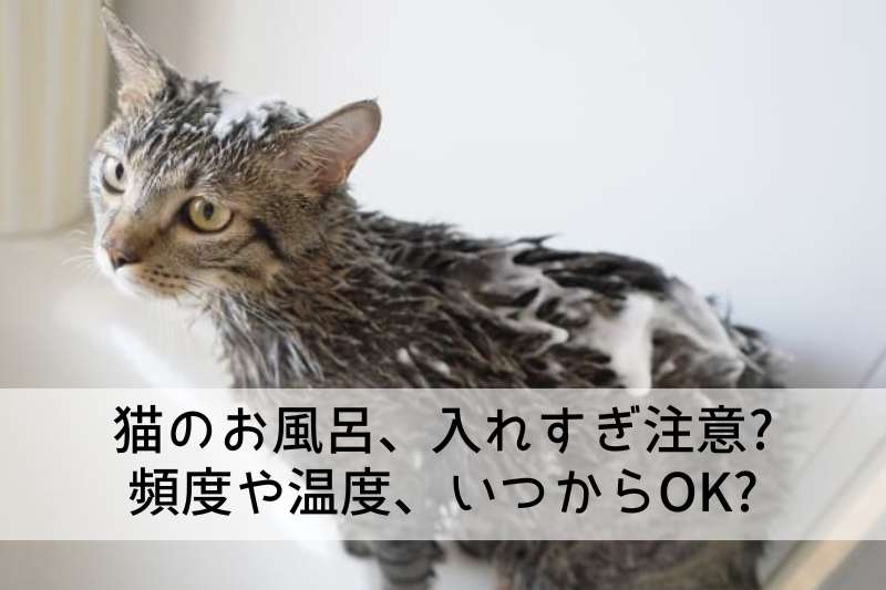 猫のお風呂、入れすぎ注意? 頻度や温度、いつからOK?
