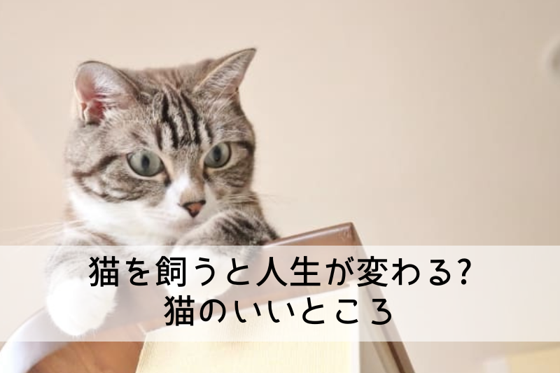 猫を飼うと人生が変わる? 猫のいいところ