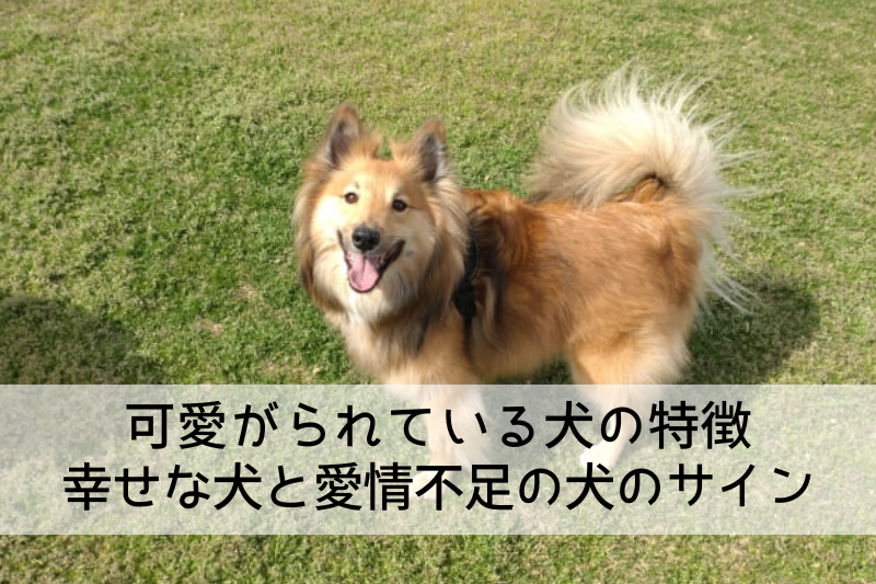 可愛がられている犬の特徴 幸せな犬と愛情不足の犬のサイン