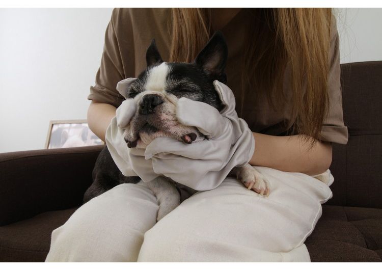 お顔すっきりグローブ グレー 2枚組 犬用 お手入れ 犬 ドッグ ドック ペット サンベルム