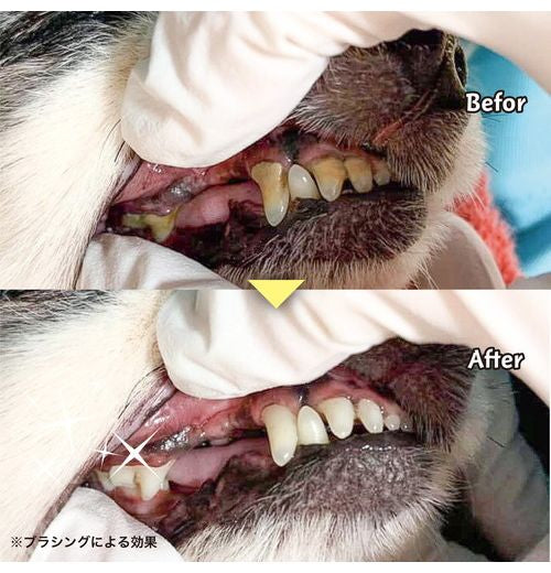 多葉刷子工業所 ミガケンデ 柔確植毛 ヤギ&ウマ 1本