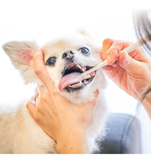 多葉刷子工業所 ミガケンデ 確かな心地植毛 ウマ 1本