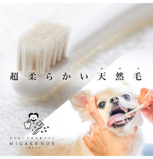 多葉刷子工業所 ミガケンデ 確かな心地植毛 ウマ 1本