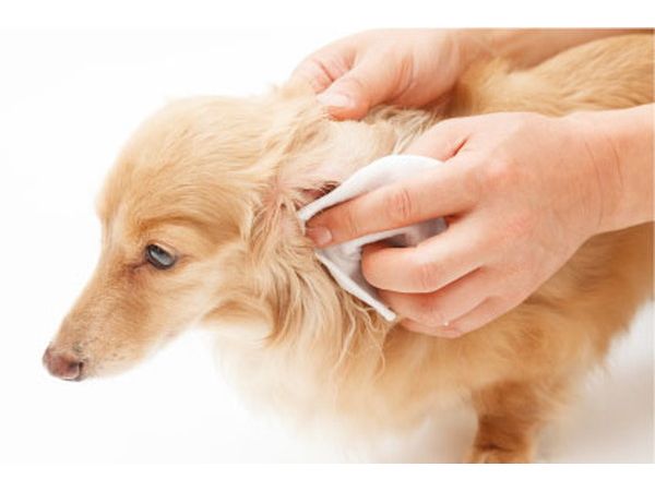 O・R・P revival water リバイバルウォーター 耳クリーナー 100ml