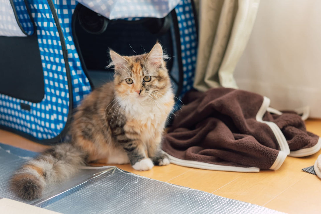 【猫ケージは必要? 悪いことしたらケージ?】 お迎え初日~1週間の飼い方・疑問点