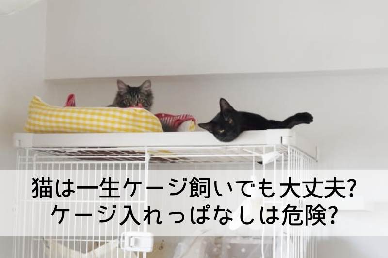 猫は一生ケージ飼いでも大丈夫? ケージ入れっぱなしは危険?