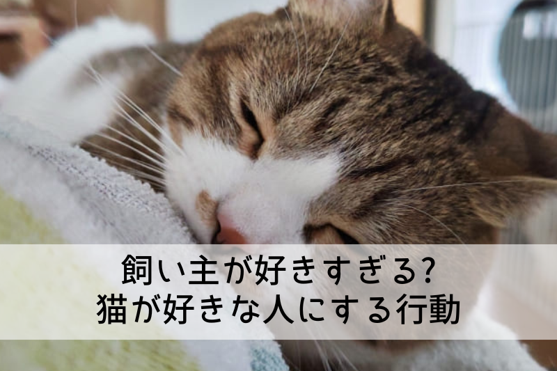 飼い主が好きすぎる? 猫が好きな人にする行動