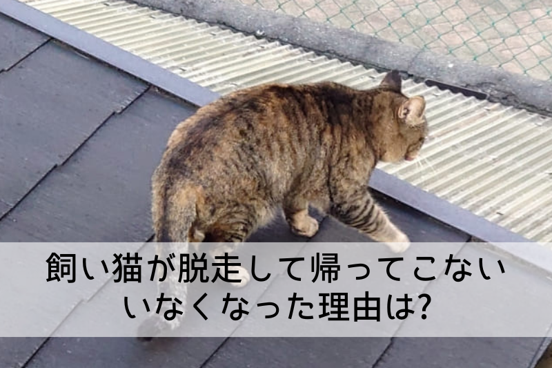 飼い猫が脱走して帰ってこない いなくなった理由は?