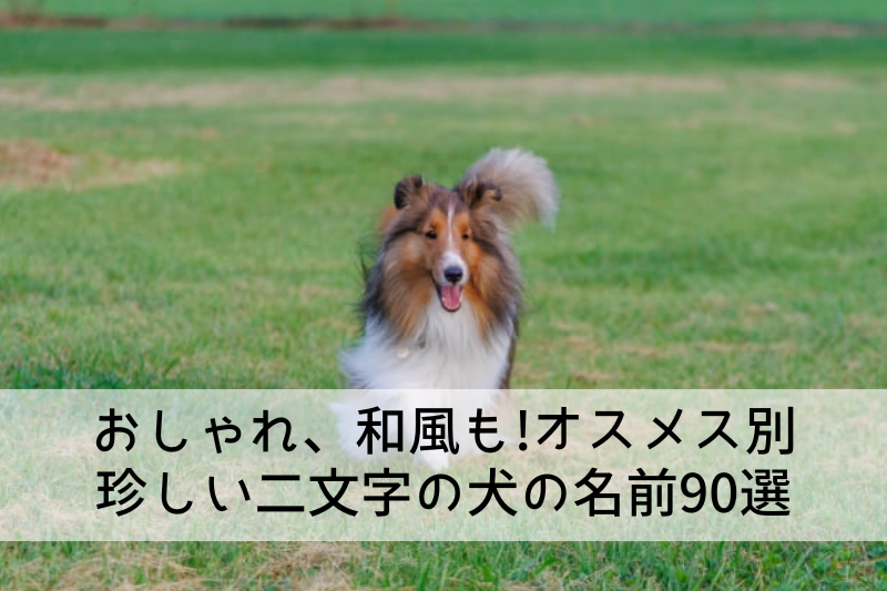 【珍しい】読みが二文字の犬の名前90選 かっこいい和風やおしゃれな女の子用も – mimipets