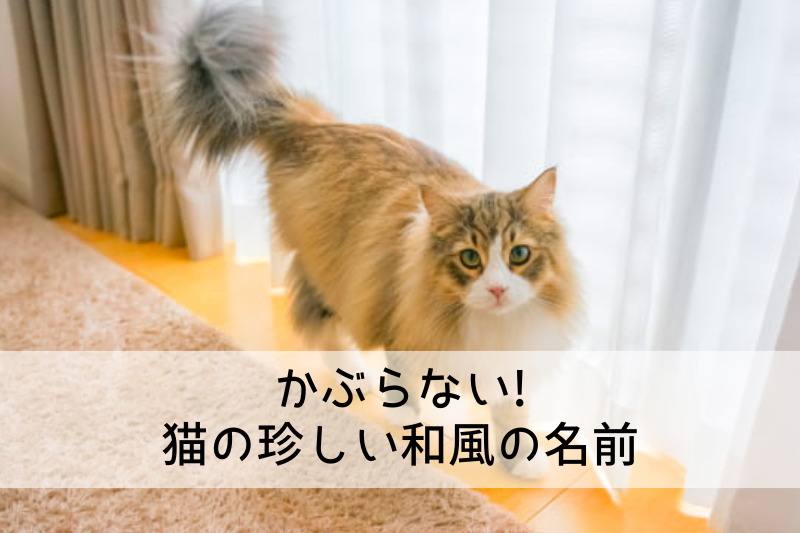 かぶらない! 猫の珍しい和風の名前