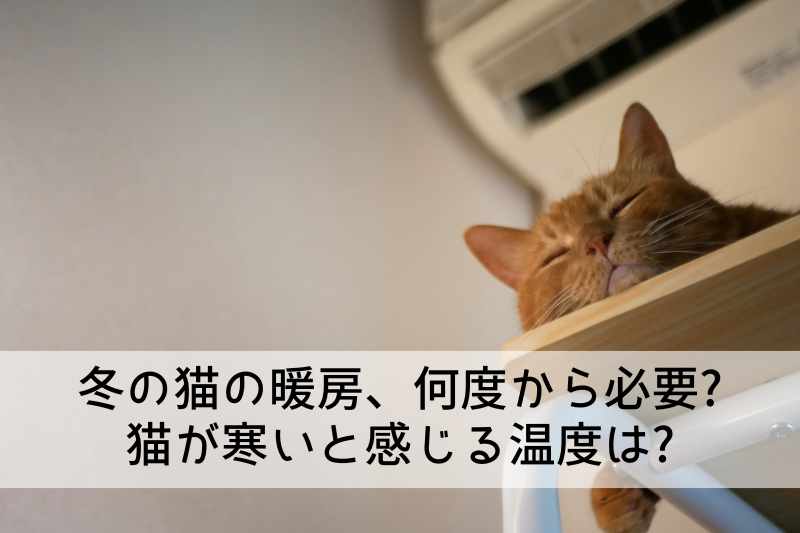 冬の猫の暖房、何度から必要? 猫が寒いと感じる温度は?