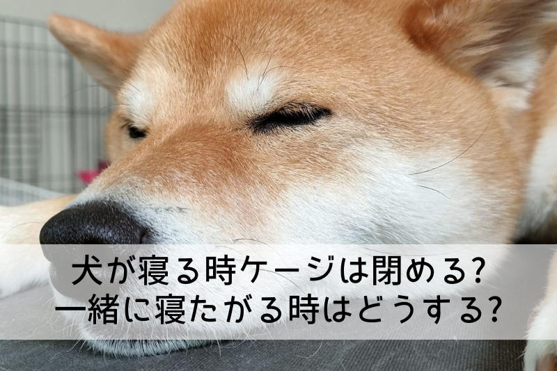 犬が寝る時ケージは閉める? 一緒に寝たがる時はどうする?