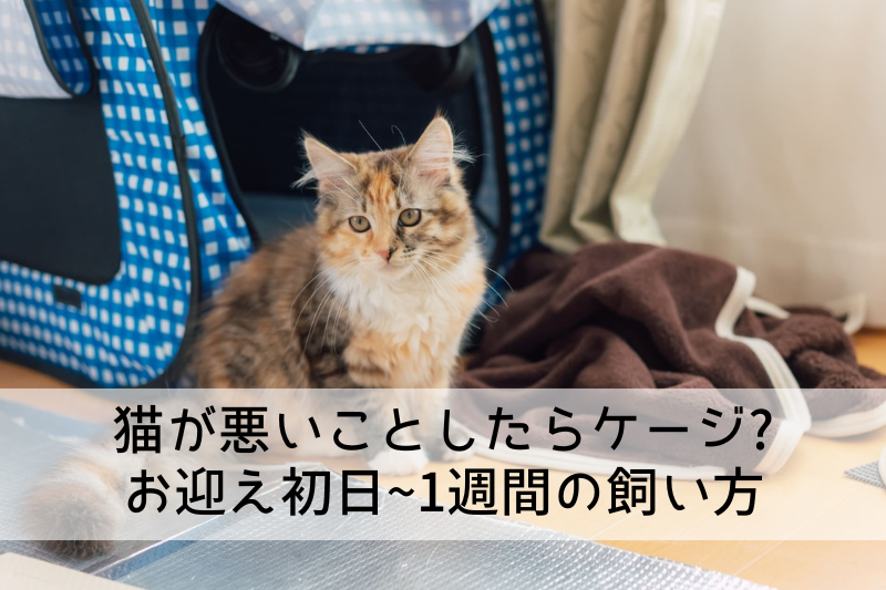 猫が悪いことしたらケージ? お迎え初日~1週間の飼い方