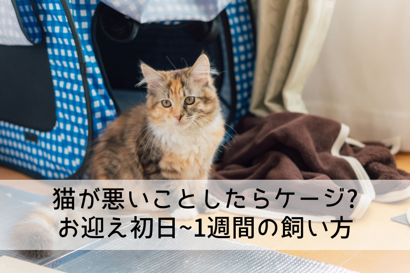 mimi245.png?v=1728373050&width 