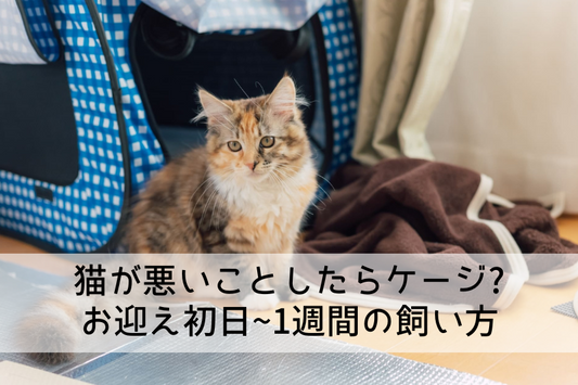 猫が悪いことしたらケージ? お迎え初日~1週間の飼い方