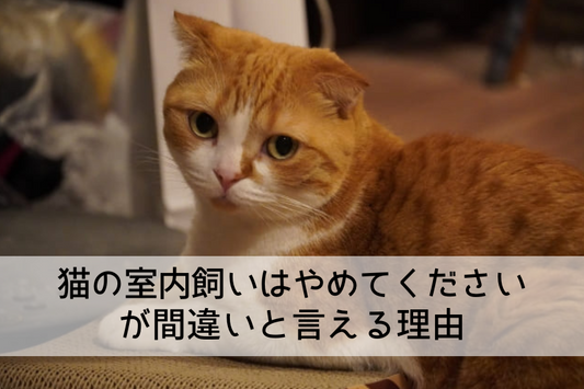 猫の室内飼いはやめてください が間違いだと言える理由