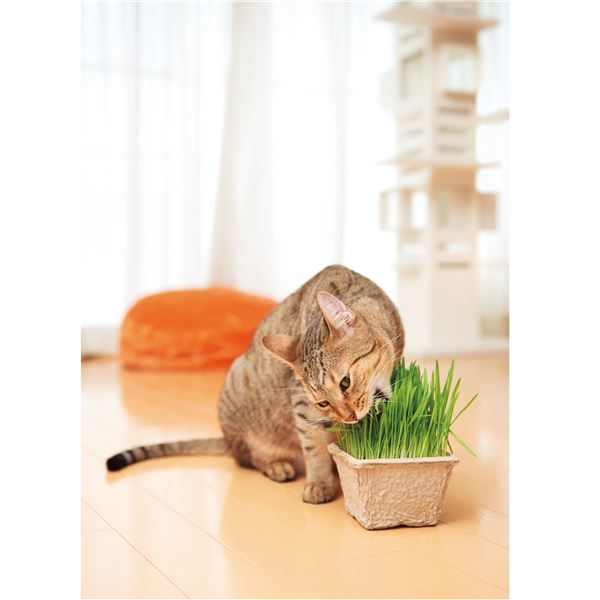 （まとめ） GREEN Labo Dog ＆ Cat grass soil 犬と猫が好きな草の栽培用土 3L （ペット用品・猫用フード） 【×12セット】 (代引不可)